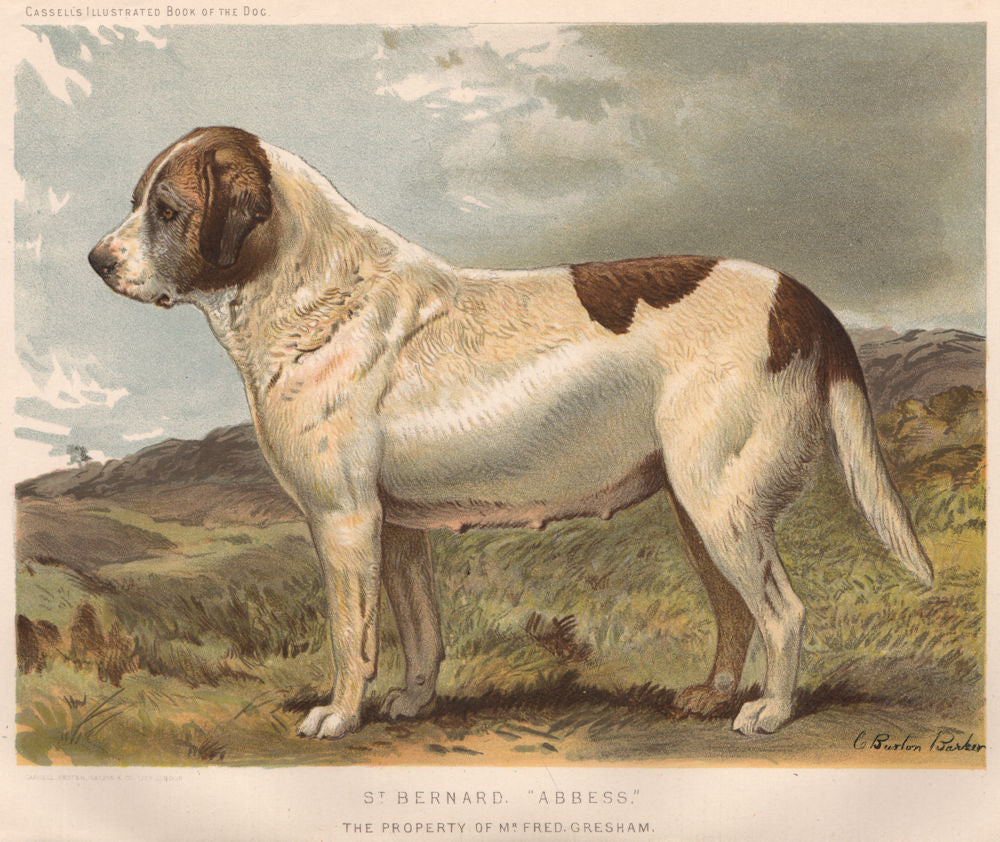 DOGS. St. Bernard,